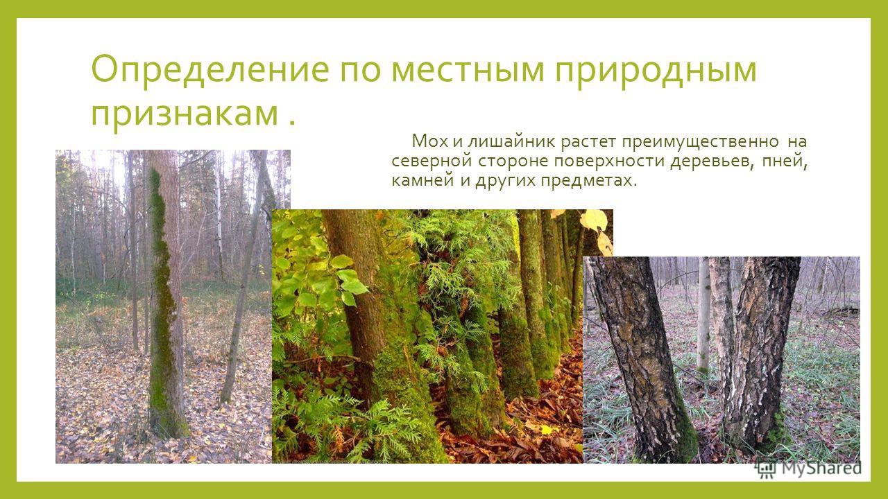 И использовании местных природных. Ориентирование по мхам и лишайникам. Лишайники растут с Северной стороны. Ориентирование по мху на деревьях. Ориентирование по природным признакам.